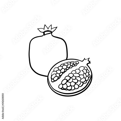  pomegrate sketch contour on the white background