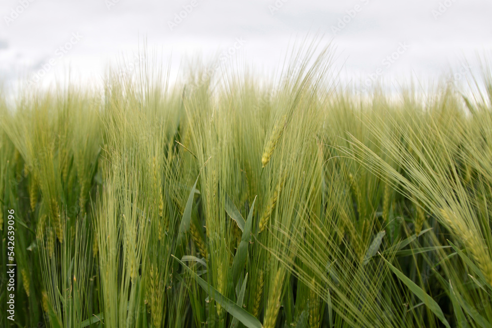 A field of your rye. Selective focus A field of your rye. Selective focus