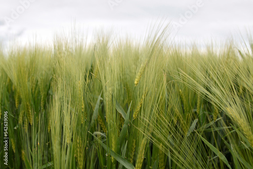 A field of your rye. Selective focus
