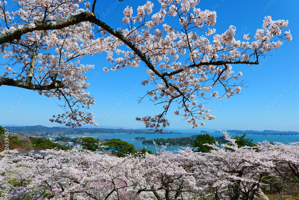 西行戻しの松公園から松島を望む。松島、宮城、日本。4月中旬。