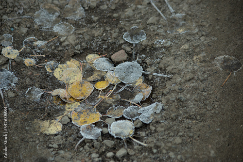 The first frost. A road with fallen leaves and frozen grass. High quality photo photo