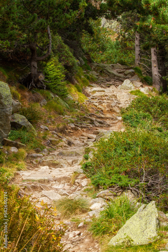 Small forest path in a Spanish Pyrenees Mountain, Vall de Nuria Small forest path in a Spanish Pyrenees Mountain, Vall de Nuria