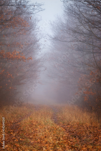 Mystical, foggy autumn forest road in young oak forest