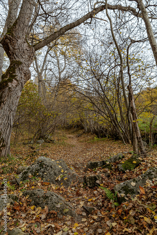 Mountain, autumn, Cerdanya