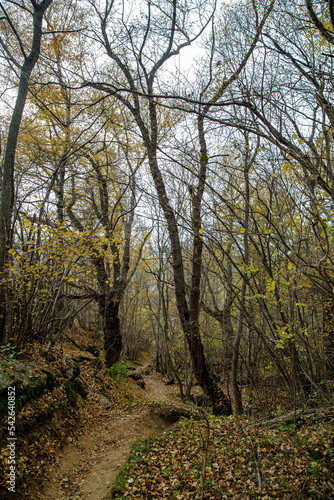 Mountain, autumn, Cerdanya