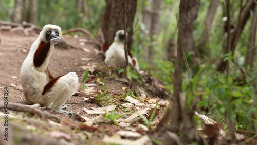 Coquerel's sifaka, Propithecus coquereli, cute big lemur monkey Reserve Peyrieras. White brown sifaka in the nature habitat, widlife Madagascar. Lemurs in the forest, jump on the tree, animal.
