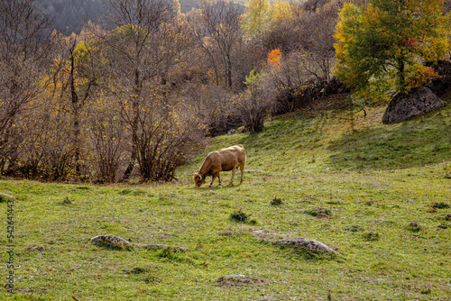 Mountain, autumn, Cerdanya