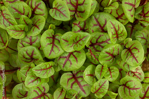 Closeup on fresh red veined microgreen sorrel leaves background photo
