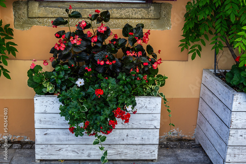 Fototapeta Naklejka Na Ścianę i Meble -  decorating window sills on the street side red geranium in flowerpots. Blooming red Pelargonium hortorum