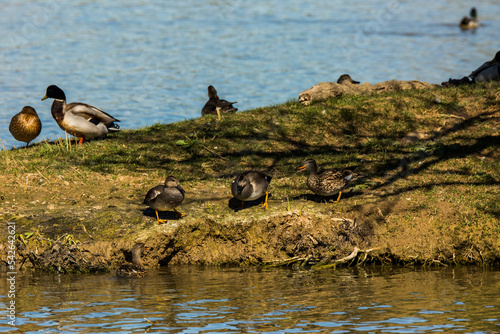 Mallard in spring in Aiguamolls De L Emporda Nature Park, Spain photo