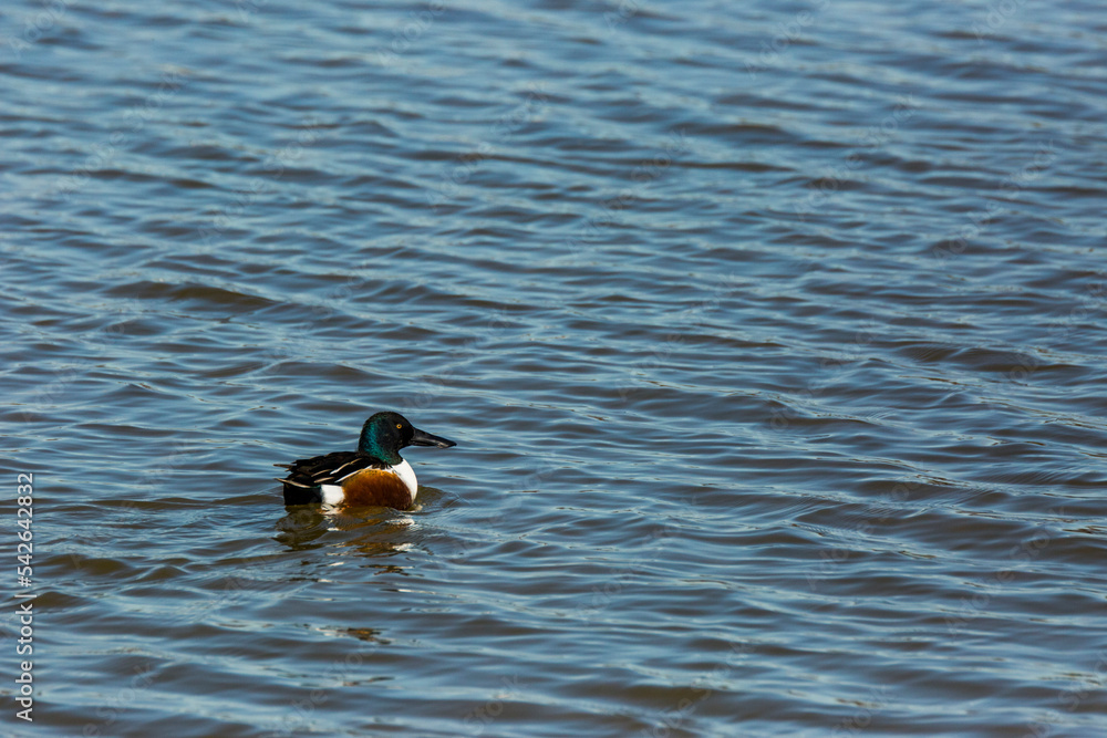 Mallard in spring in Aiguamolls De L Emporda Nature Park, Spain Mallard in spring in Aiguamolls De L Emporda Nature Park, Spain