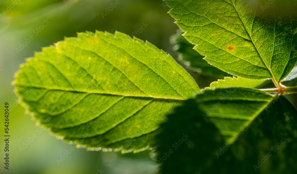 Green foliage of a shrub with rays of sunlight Green foliage of a shrub with rays of sunlight