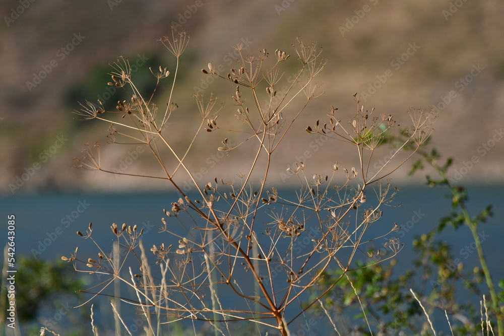 reeds on the river reeds on the river