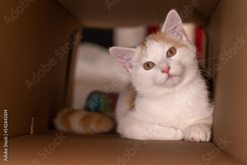 Junge Katze beim Dösen photo