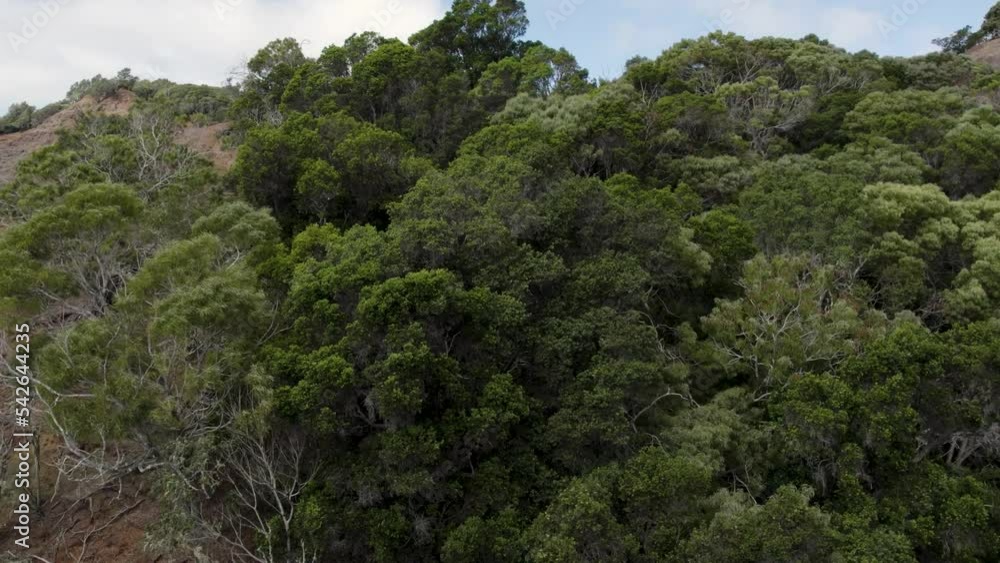 Dramatic aerial shot above the tops of lush green trees at the forest in Waimea Canyon State Park , Drone Footage Top down the of treetops and rocky mountains. Kauai island, Hawaii. desert landscape. Dramatic aerial shot above the tops of lush green trees at the forest in Waimea Canyon State Park , Drone Footage Top down the of treetops and rocky mountains. Kauai island, Hawaii. desert landscape.