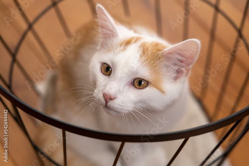 Junge Katze beim Dösen photo