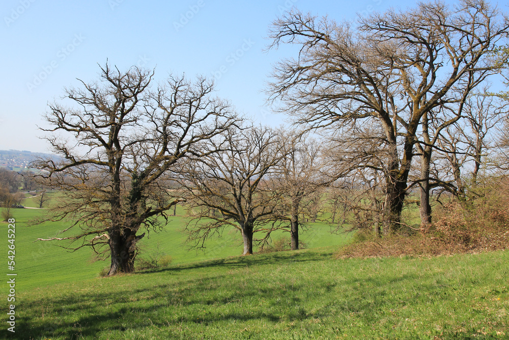 kahle, alte Eichen auf einer grünen Wiese im Frühling kahle, alte Eichen auf einer grünen Wiese im Frühling