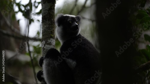 Indri monkey, Indri Indri, Park National de Mantadia. Endemic animal in the nature habitat, tropic mountain forest, mammal hidden in the tree. Lumurs from nature, wildlife Madagascar. photo