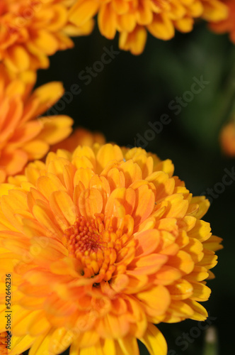 top view  close up  macro  of a field Marigold flower in full bloom  against a black background