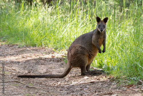 swamp wallaby