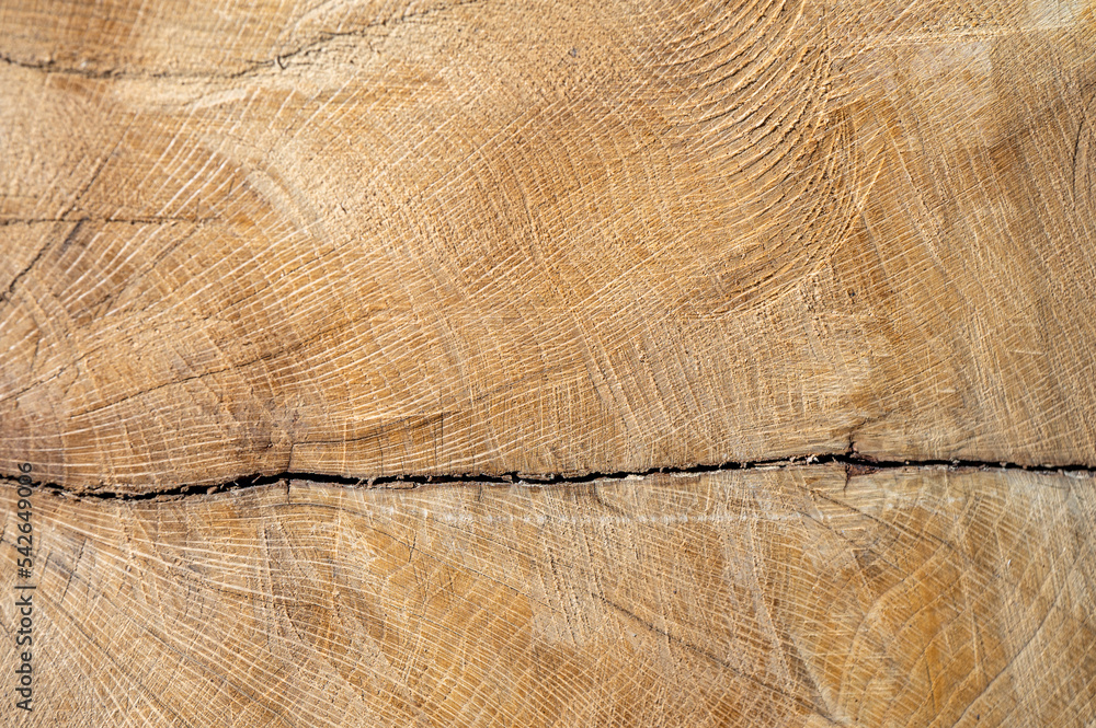 Naklejka premium Common oak, European oak, English oak, Quercus robur wood cross section.