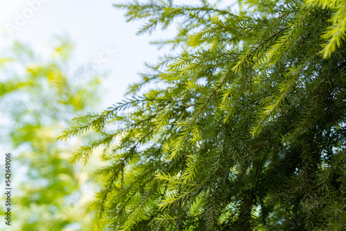 Green summer foliage of bald cypress close-up slow motion. Taxodium distichum tree. Cupressaceae family.
