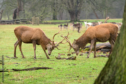 Stag Deer Fighting © Harry