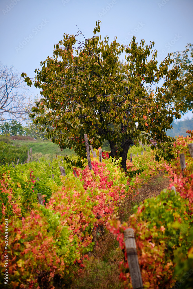 Foto scattata nelle colline attorno a Tassarolo durante la stagione autunnale.