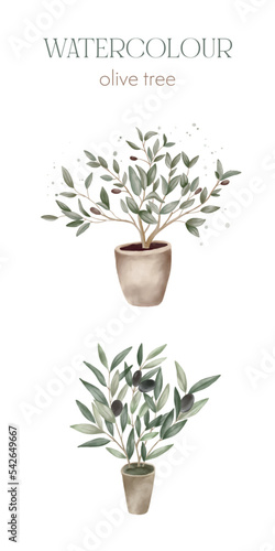 Watercolour vector set of olive trees in pots. Logotype for olive oil, flower shop