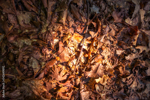 Dry dead leaves on the ground. Autumn background texture