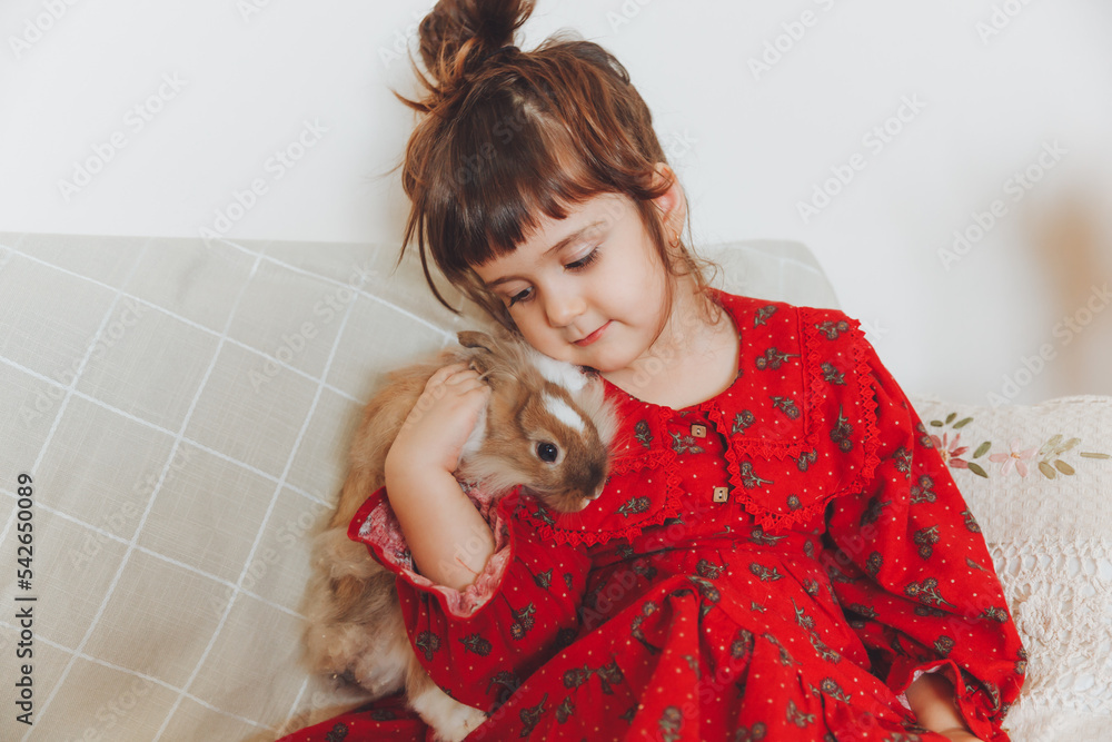 A happy laughing little girl in a red dress plays with a baby rabbit, hugs a pet rabbit and learns to take care of the animal. Baby sofa at home A happy laughing little girl in a red dress plays with a baby rabbit, hugs a pet rabbit and learns to take care of the animal. Baby sofa at home