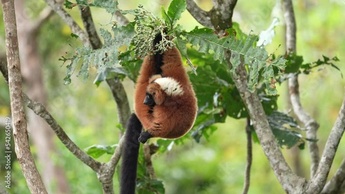 Red ruffed lemur, Varecia rubra, widl monkey from Madagascar. Red ruffed  Lemur from west coast, Akanin’ ny nofy. Red brown monkey in the nature habitat. Wildlife Madagascar.