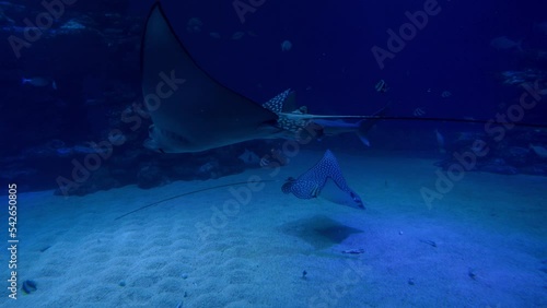 fish swim in the dark blue sea water of a large aquarium. different sea fish swim. UHD video high quality  photo