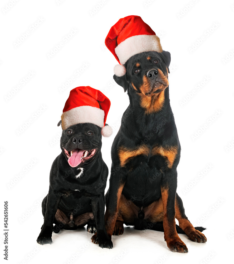 staffordshire bull terrier and rottweiler staffordshire bull terrier and rottweiler