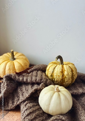 Pumpkins close up. Autumn flatlay