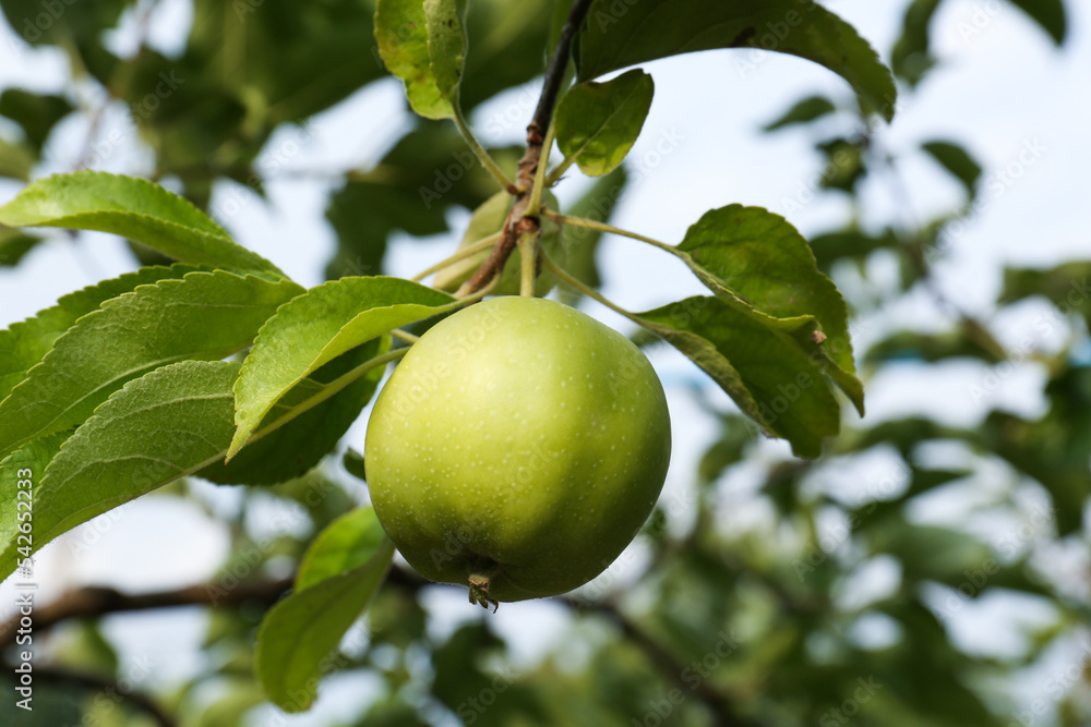 Green apple and leaves on tree branch in garden, closeup Green apple and leaves on tree branch in garden, closeup