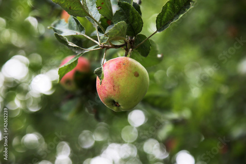 Organic apple higing on the branch of an apple tree, eco products photo