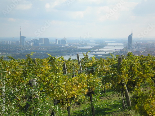 Blick Cobenzl: Weingärten über Wien  photo