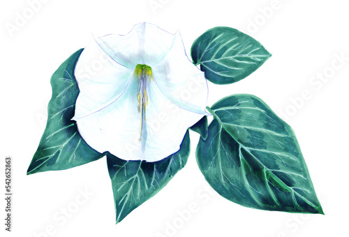 Watercolour Botanical illustration of the flower and leaves of Datura innoxia. Botanical hand drawing of medicinal and poisonous plants