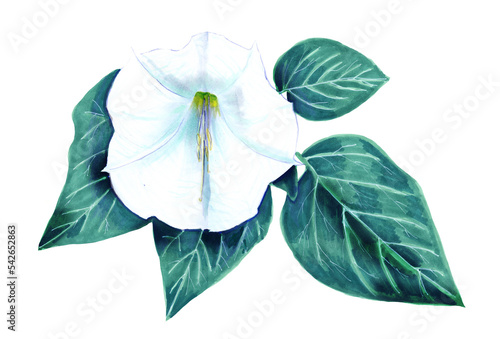 Obraz na plátně Watercolour Botanical illustration of the flower and leaves of Datura innoxia