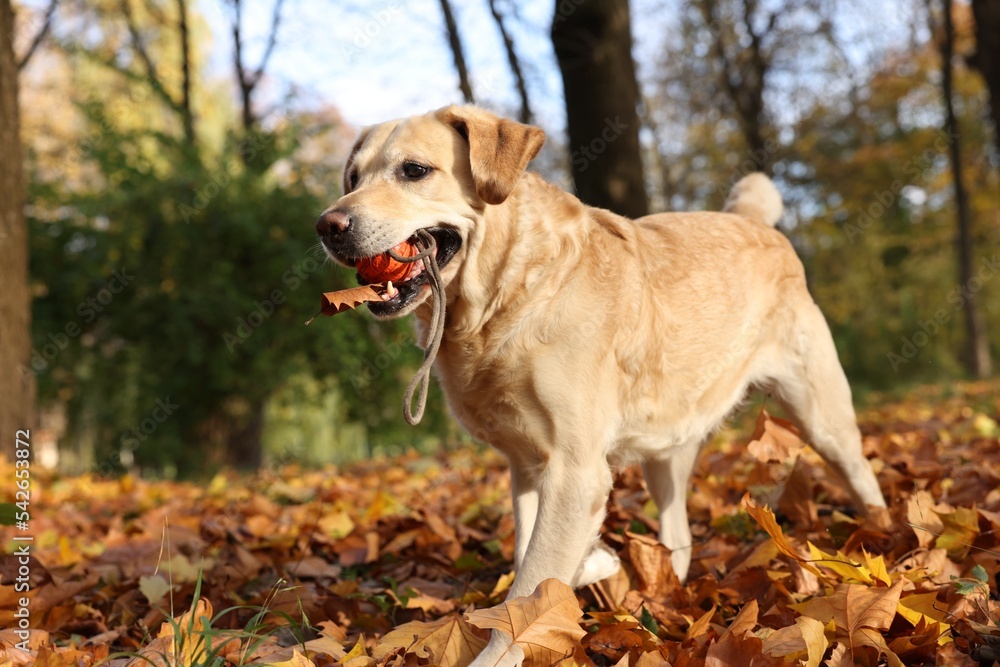 Cute Labrador Retriever dog with toy ball in sunny autumn park. Space for text