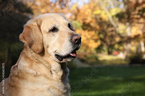 Cute Labrador Retriever dog in sunny autumn park. Space for text