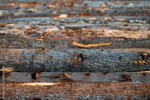 Different types of logs in a timber yard.