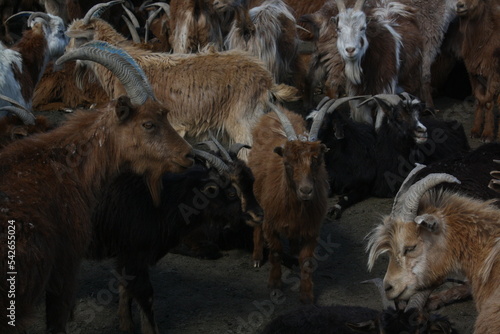 Cashmere goats in the lonely steppe, Tuv province, Mongolia. The Mongolian cashmere goats produce some best quality wool for clothing. The cashmere goats are typical for the nomadic land of Mongolia. photo