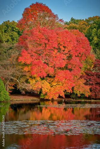 Black Tupelo tree by a lake in red autumn color