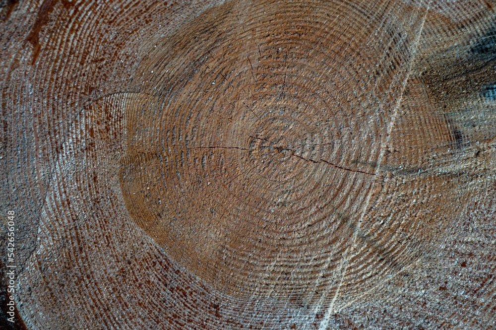 Naklejka premium Pinus sylvestris, the Scots pine, Scotch pine or Baltic pine. Wood cross section.