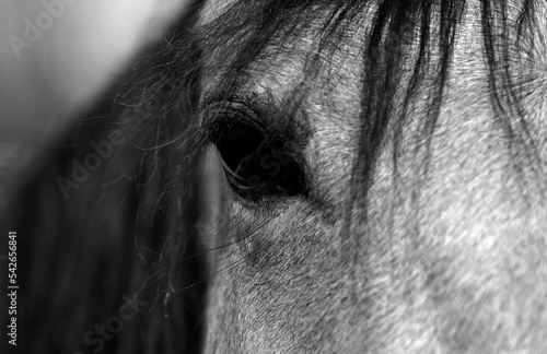 Horse head and eye close-up, black and white