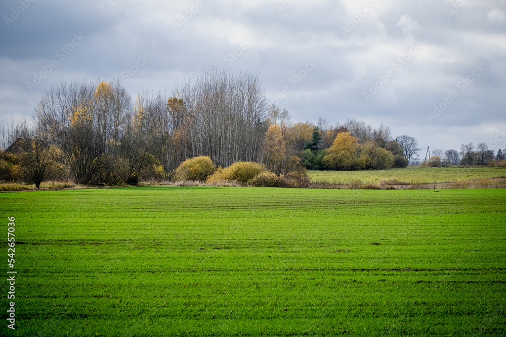 green winter wheat field in autumn
