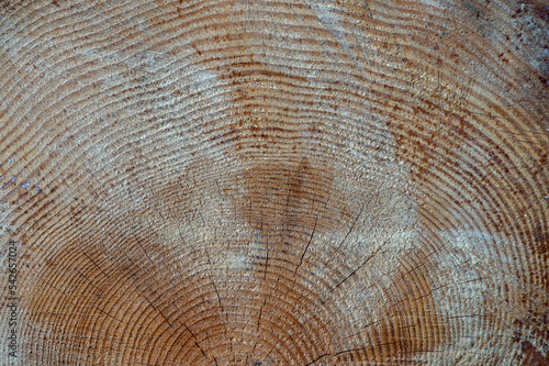 Pinus sylvestris, the Scots pine, Scotch pine or Baltic pine. Wood cross section. photo
