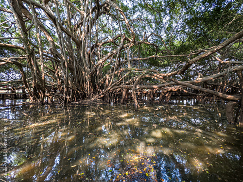 Fototapeta Naklejka Na Ścianę i Meble -  Giant Banyan Tree Reflection on the Water 